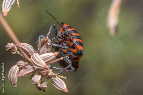 Graphosoma lineatum walking on a plant looking for food