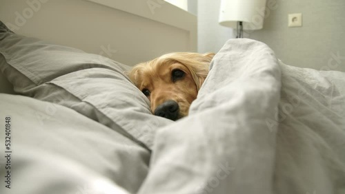 English Cocker Spaniel sleeps in bed under the covers. Tired dog resting at home. Sick pet. 