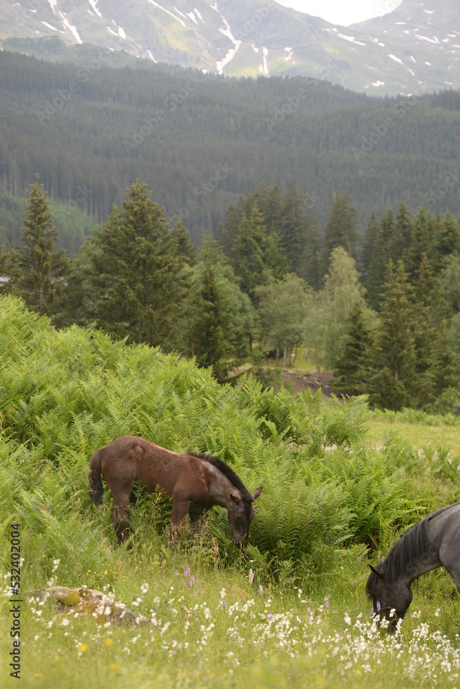 Waldpferde. Schönes Noriker Fohlen vor Garnkraut auf der Weide