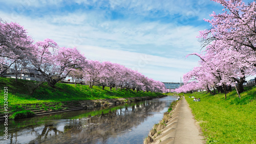 Cherry blossoms tree with river and green lawn in Japan