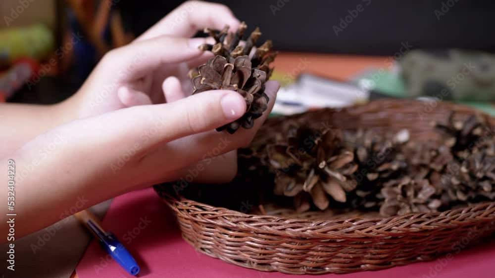Child Hands Rotating Pine Cones to Create Crafts from Natural Material. Kid examines the bump and thinks about creating a craft. Art materials. Gift ideas and decorations. Children creativity at home.