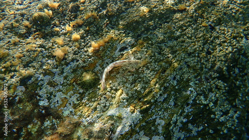 Sphynx blenny (Aidablennius sphynx) undersea, Aegean Sea, Greece, Halkidiki