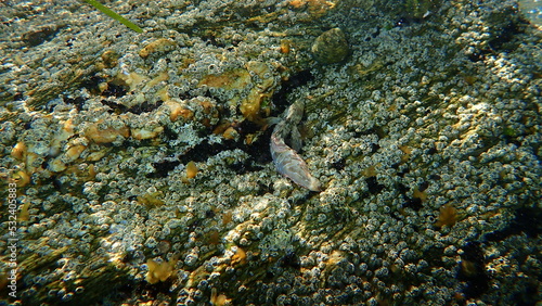 Sphynx blenny (Aidablennius sphynx) undersea, Aegean Sea, Greece, Halkidiki photo