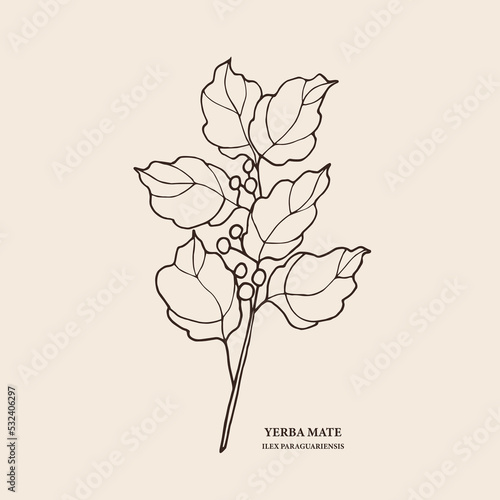 Hand drawn yerba mate branch illustration