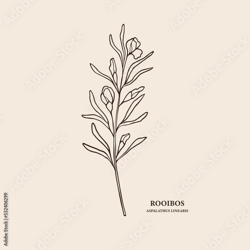Hand drawn rooibos branch illustration photo