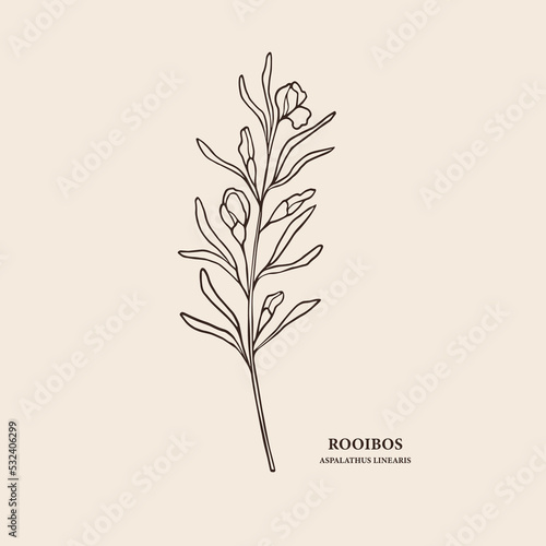 Hand drawn rooibos branch illustration