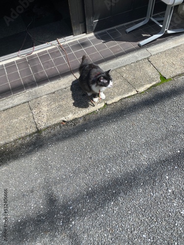 Cute cat on the street of narrow path Tokyo, year 2022 Nezu district