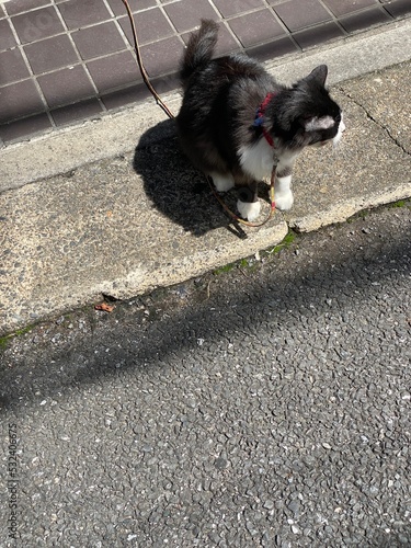 Cute cat on the street of narrow path Tokyo, year 2022 Nezu district