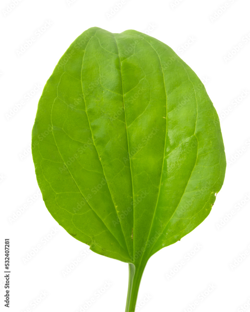 Fototapeta premium Plantain leaf, medicinal plant isolated on white background.