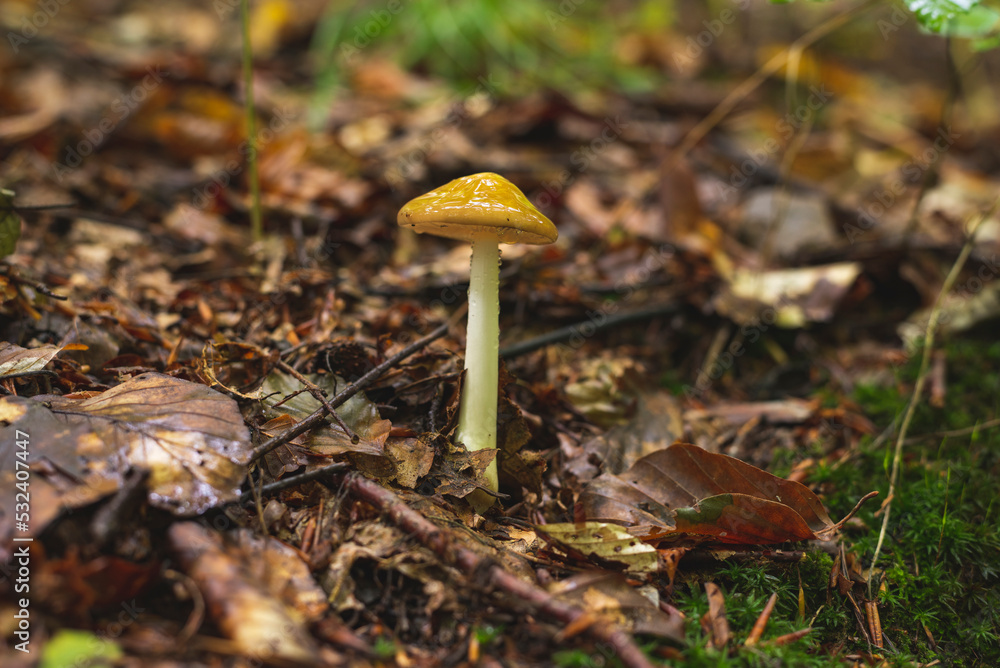 Single mushroom growing on the forest floor Single mushroom growing on the forest floor