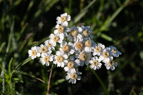 Achillea ptarmica - Sneezewort - Achillée sternutatoire - Achillée ptarmique photo