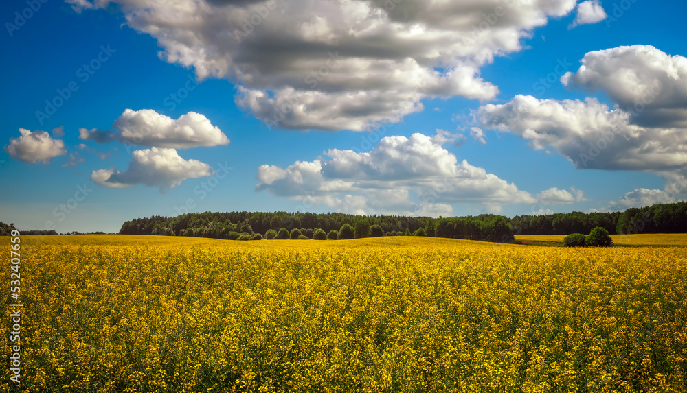 Beautiful landscape with field of yellow canola (Brassica napus L.) and blue sky Beautiful landscape with field of yellow canola (Brassica napus L.) and blue sky
