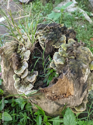Trichaptum Biforme, a voracious fungus decomposer of dead wood, hardwood stump, or logs photo