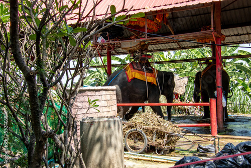 Ayutthaya, Phra Nakhon Si Ayutthaya District Thailand - 03-06-2019: Animal cruelty against the asian elephants in Thailand for tourist purposes with a spike photo