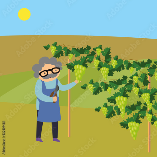 Grandpa picking grapes in the vineyard