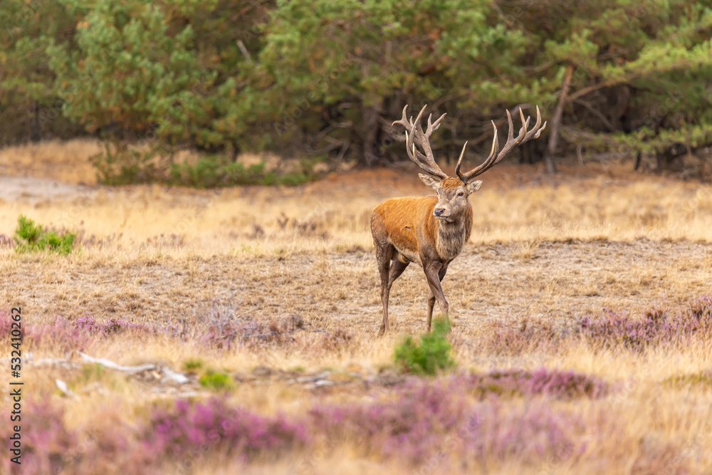 Red Deer, Rutting season