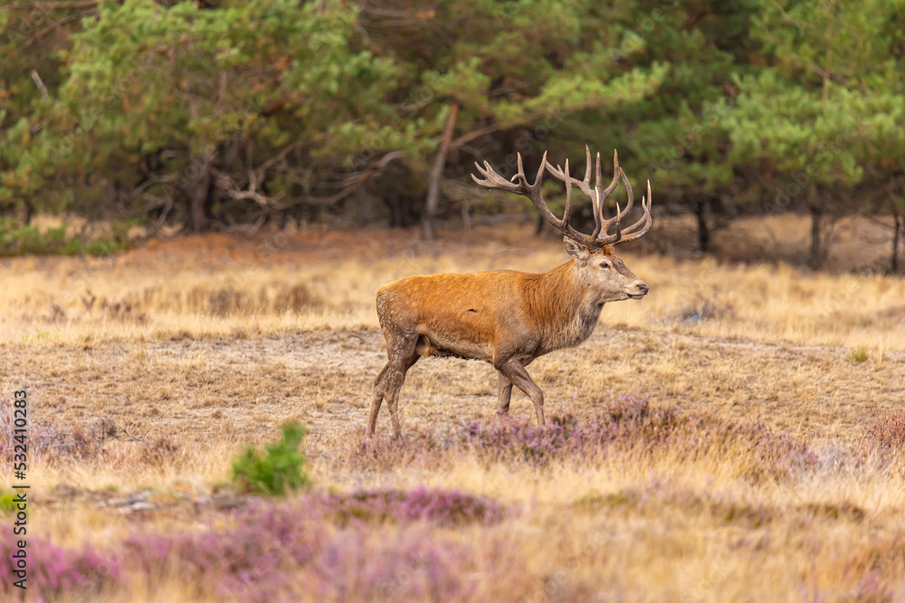Fototapeta premium Red Deer, Rutting season