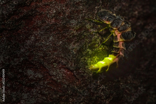 Glühwürmchen Männchen nachts leuchtend photo