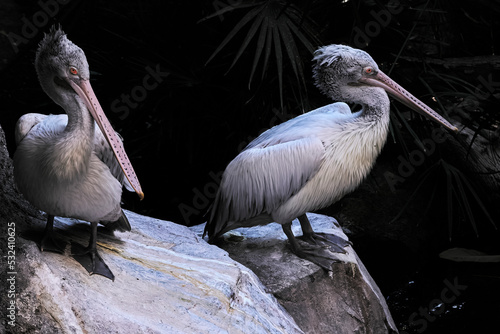 Fotografía artística de Pelicanos con fondo oscuro