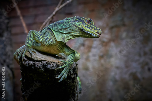 Lagarto verde sobre tronco de árbol