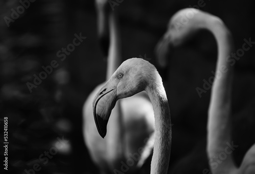 Retrato Pelicano en blanco y negro