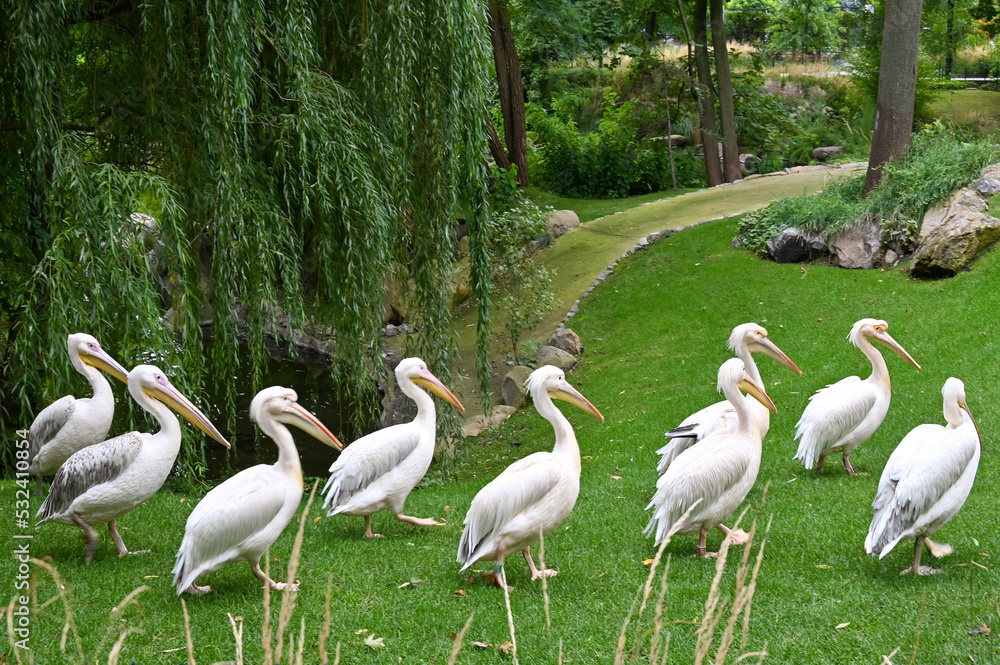 White pelicans walk on the grass near the pond White pelicans walk on the grass near the pond