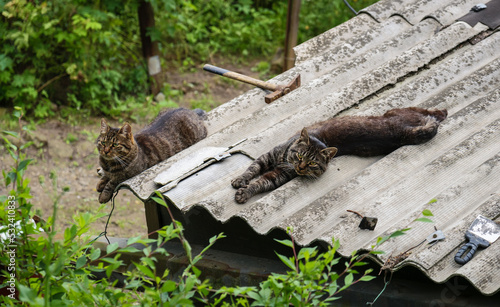 Two cats sleep on roof on sunny day.