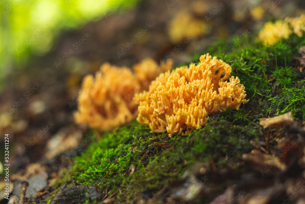 Yellow coral mushroom growing on the forest floor Yellow coral mushroom growing on the forest floor