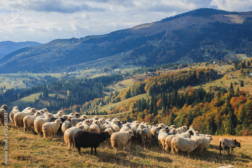 flock of sheeps in the mountains