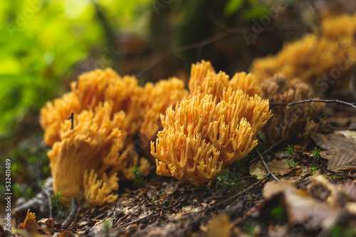 Yellow coral mushroom growing on the forest floor