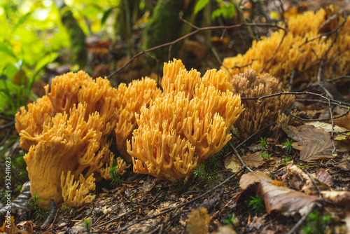 Yellow coral mushroom growing on the forest floor