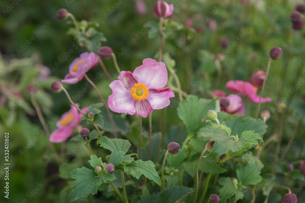 Fototapeta premium Eriocapitella hupehensis, Anemone hupehensis Splendens