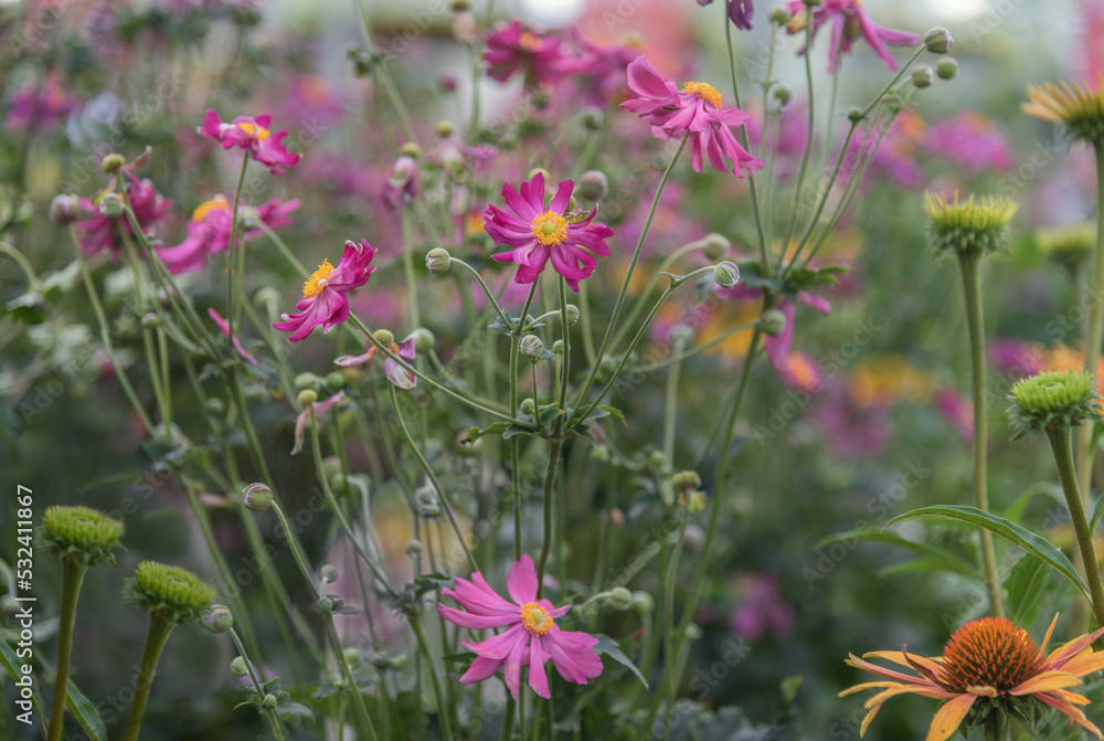 Eriocapitella hupehensis, Anemone hupehensis Splendens with delicate calyxes ranging from white to bright pink