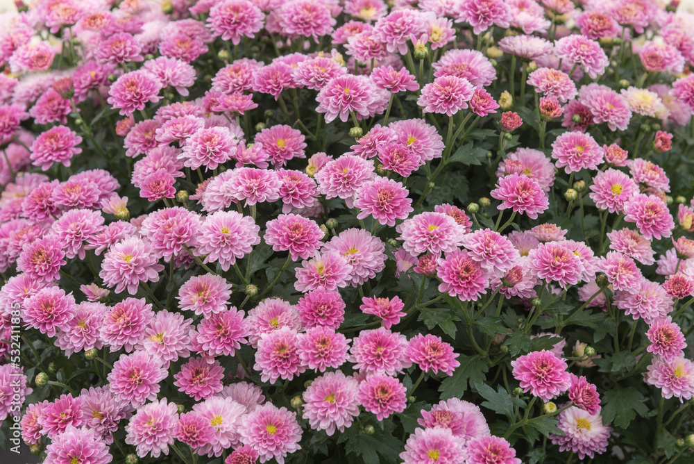 Chrysanthemum bush, the most popular garden and balcony plants. Autumn flowers for gardens, parks, balconies, terraces Chrysanthemum bush, the most popular garden and balcony plants. Autumn flowers for gardens, parks, balconies, terraces
