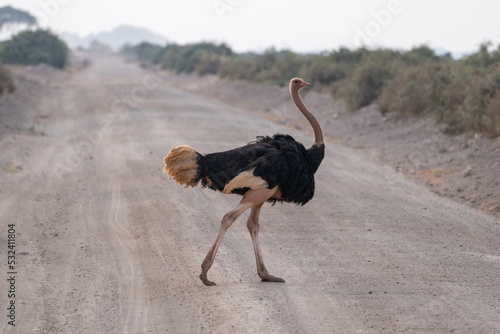 Beautiful male ostrich crossing the dirt road in Ambosseli national park in Kenya, Africa photo