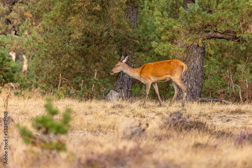 Deer, Red Deer