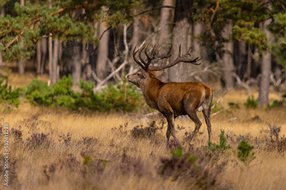 Fototapeta premium Deer, Red Deer