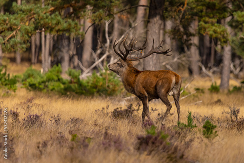 Deer  Red Deer