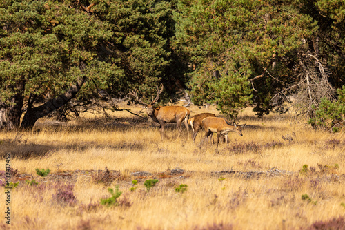 Deer  Red Deer