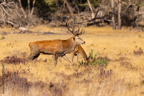 Deer  Red Deer