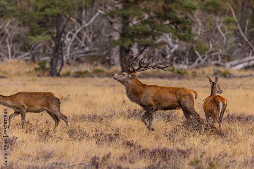Obraz premium Deer, Red Deer