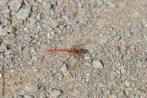 A male Red-veined darter dragonfly (Sympetrum sanguineum) on the Havel canal (Havelkanal) hiking trail in Wustermark, federal state Brandenburg, Germany photo