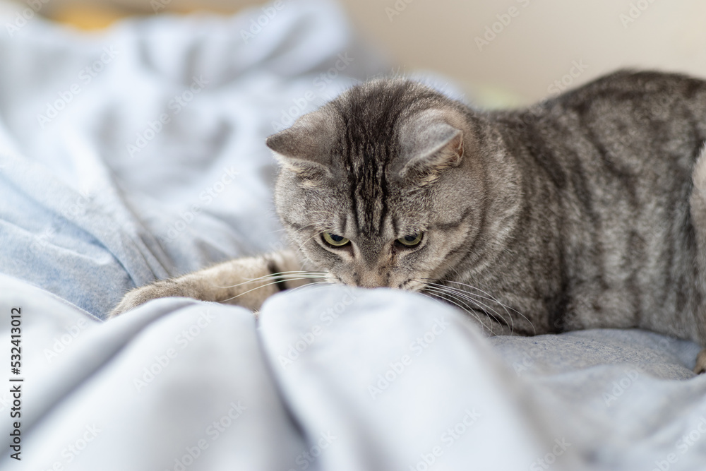 見つめる猫 サバトラ猫 見つめる猫 サバトラ猫