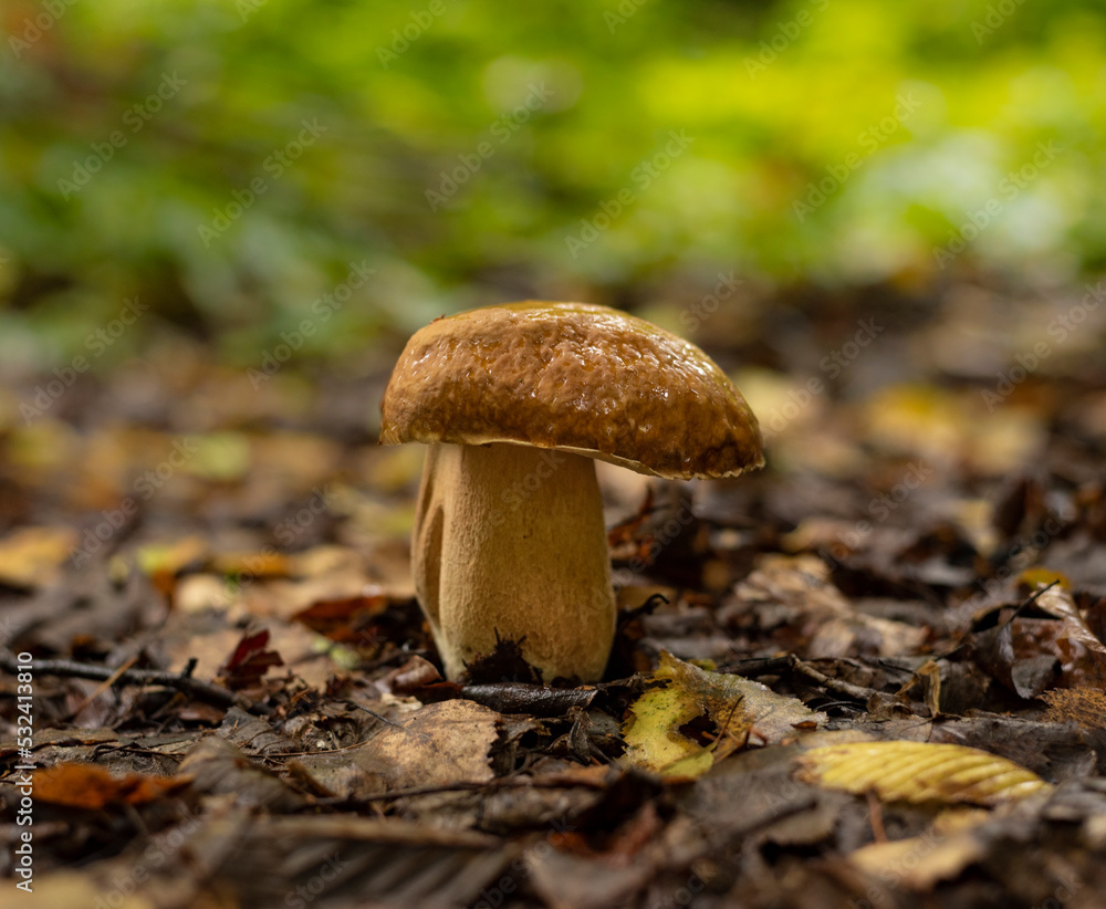 Fototapeta premium King of the mushrooms Boletus edulis , growing in forest