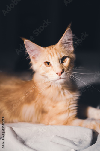 Adorable red puppy Maine Coon cat. Oldest natural breeds in North America. Orange cat with dense coat of fur and dog-like characteristics. Portrait of little indoor pet in bedroom.