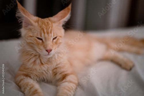 Fototapeta Naklejka Na Ścianę i Meble -  Adorable red puppy Maine Coon cat. Oldest natural breeds in North America. Orange cat with dense coat of fur and dog-like characteristics. Portrait of little indoor pet in bedroom.