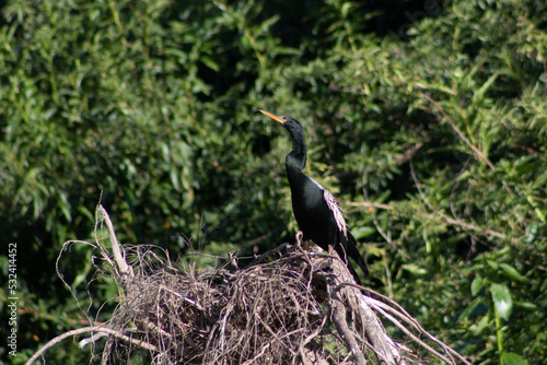Anhinga
