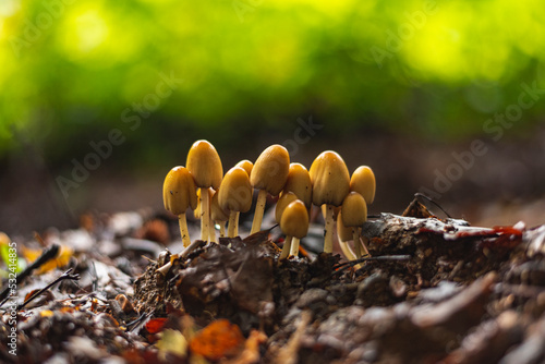 Coprinus Micaceus mushrooms growing in the group on forest floor photo