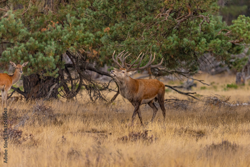 Fototapeta premium Red Deer, Deer. Mammals
