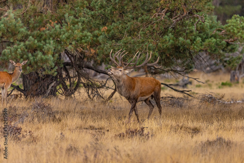 Red Deer  Deer. Mammals